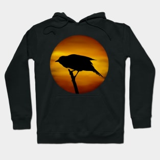 Redwing Blackbird Marsh Sunset Hoodie